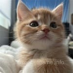 Avatar of Basit Iqbal